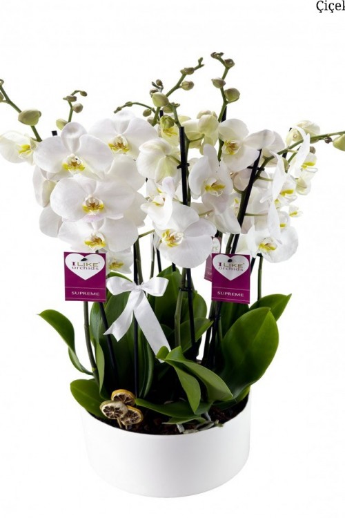 Beyaz Orkide Premium Ekselans