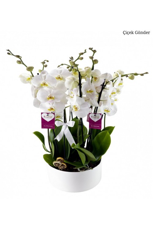 Beyaz Orkide Premium Ekselans