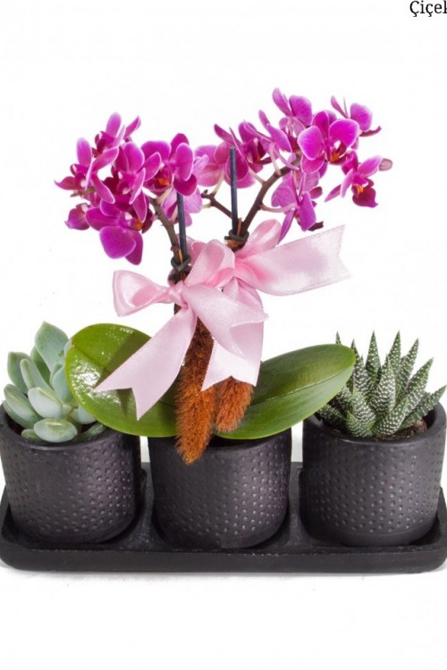 Mini Orkide - Sukulent Siyah Trio Saksıda