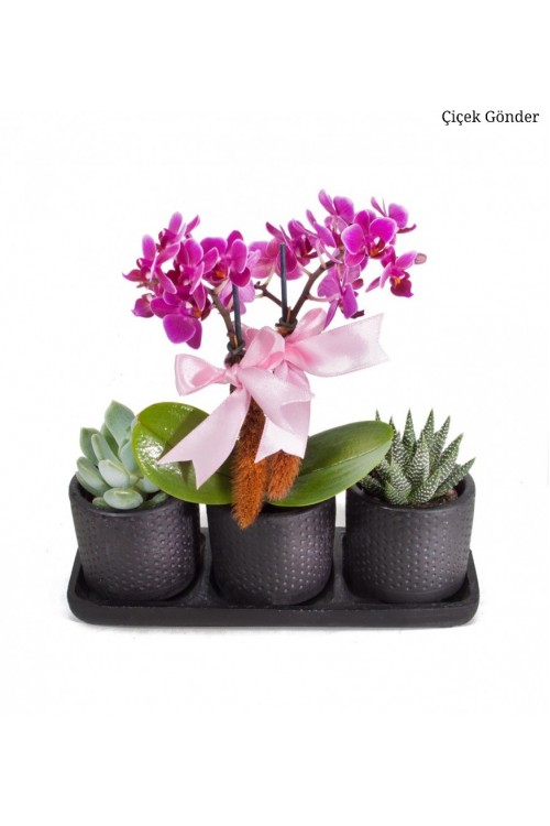 Mini Orkide - Sukulent Siyah Trio Saksıda