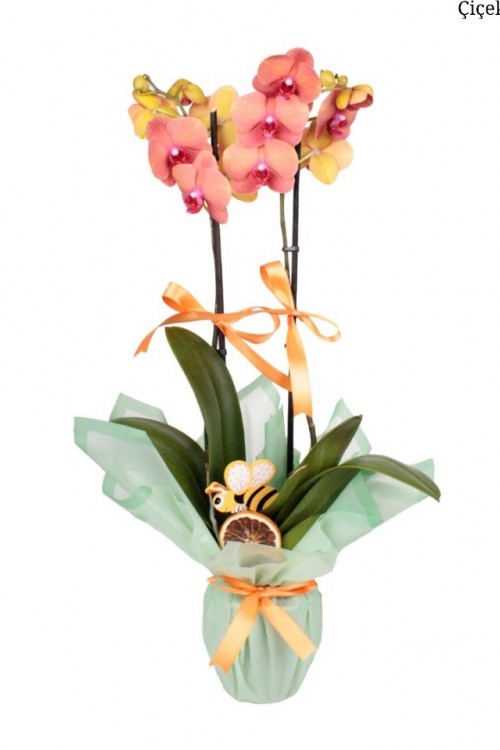 Çift Dal Turuncu Orkide