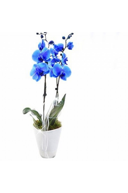 Mavi Çift Dal Orkide