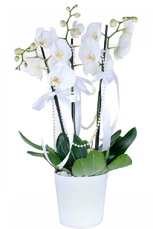 Phalaenopsis 3 Dal Beyaz Orkide
