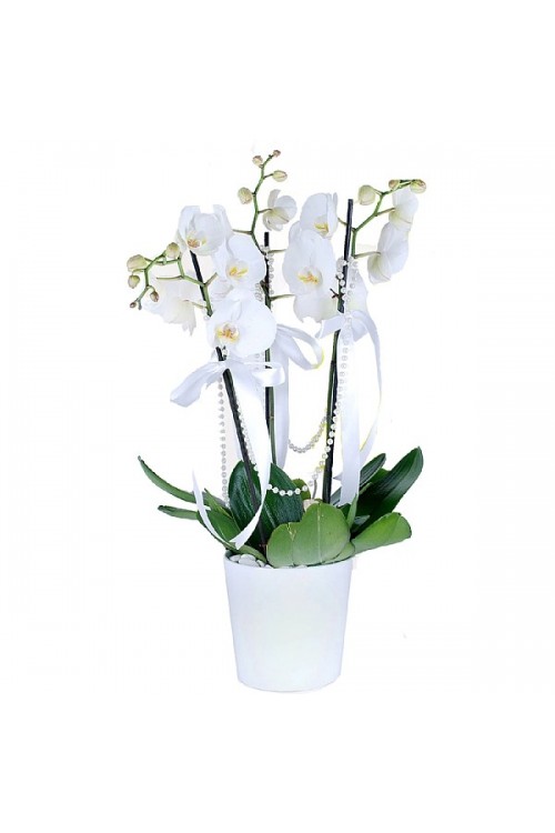 Phalaenopsis 3 Dal Beyaz Orkide