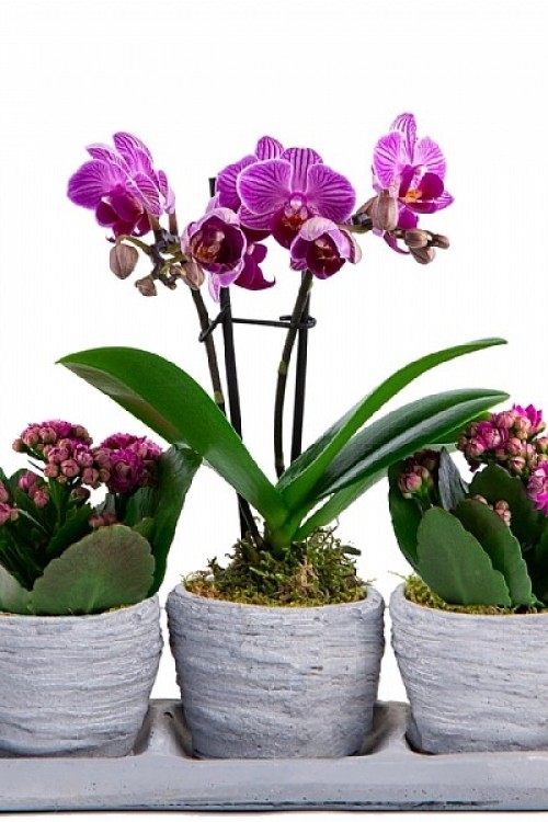 Üçlü Saksıda Kalanşo ve Mini Orkide